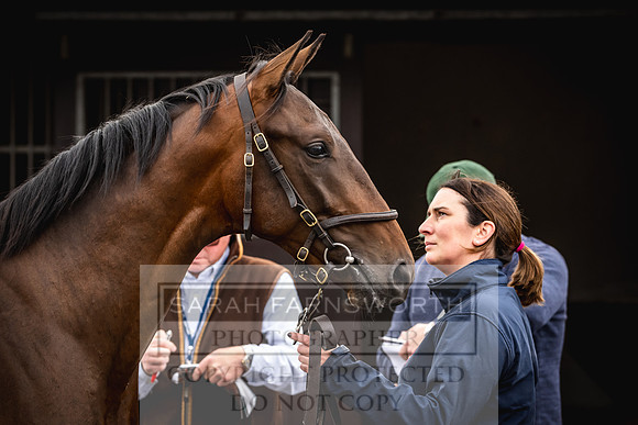 Goffs UK PY24-49