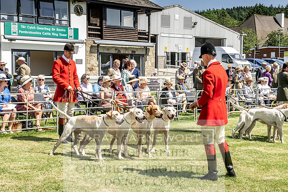 Builth Hound Show 2019-74