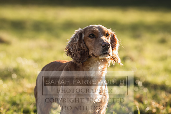 Avonmeadow Stud Dogs-44