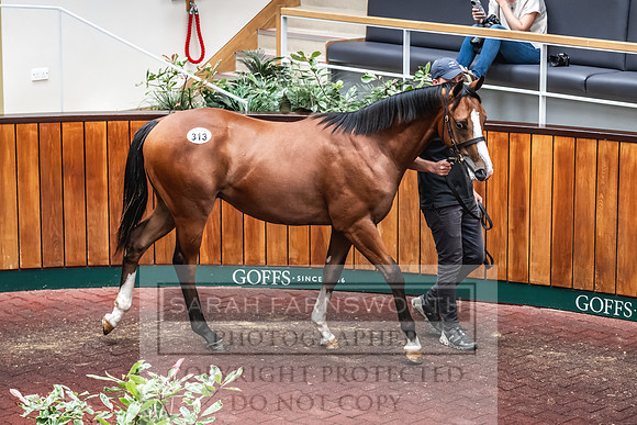 Goffs UK PY24-413