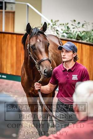 Goffs UK PY24-134