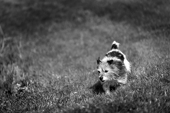 _DSC1646 bw