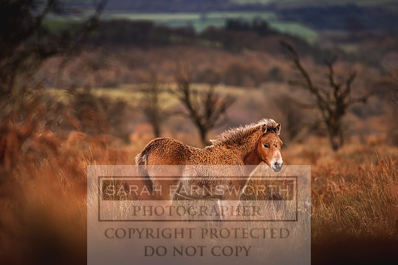 Exmoor Autumn 2020-23