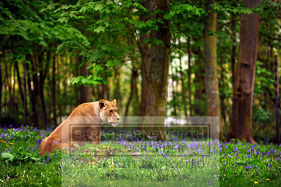 lioness in bluebells