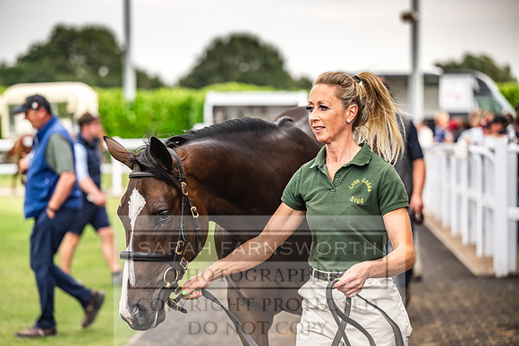 Goffs UK PY24-565