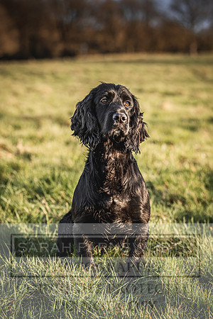 Avonmeadow Stud Dogs-123