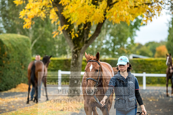 Goffs Orby 2017-584