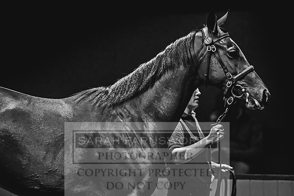 Goffs Orby 2017-234