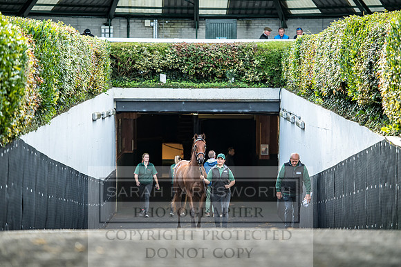 Goffs Orby 2017-157