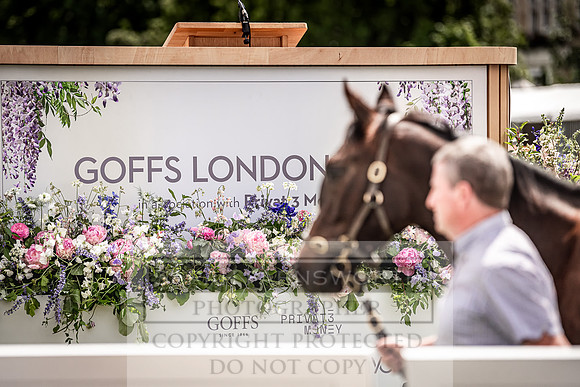 Goffs London Sale 2022-40