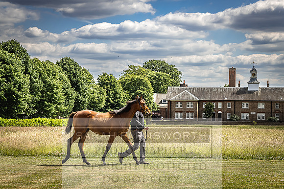 Goffs London Sale 2022-65