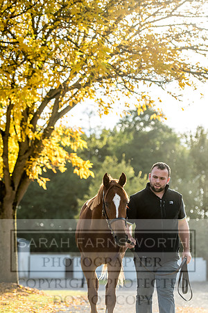 Goffs Orby 2017-323