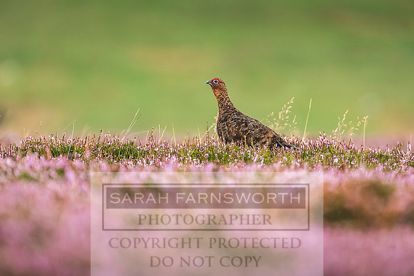 Red Grouse-22