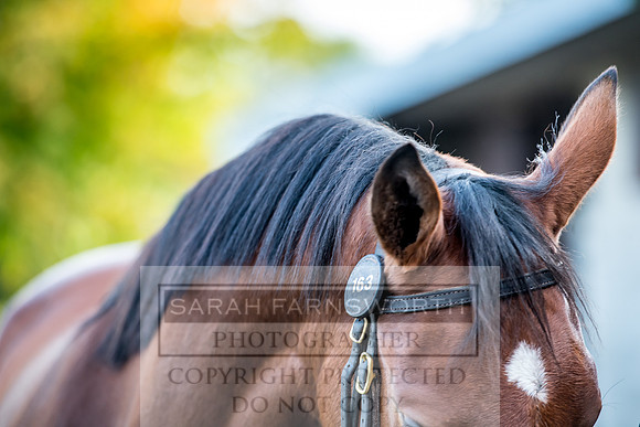 Goffs Orby 2017-102