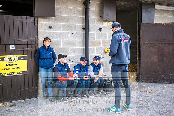 Goffs Orby 2017-274