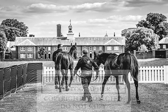 Goffs London Sale 2022-263