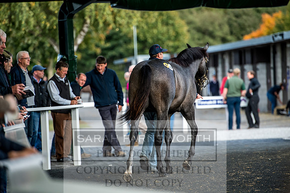 Goffs Orby 2017-292