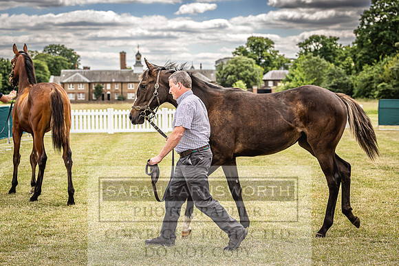 Goffs London Sale 2022-25