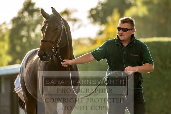 Goffs Orby 2017-384