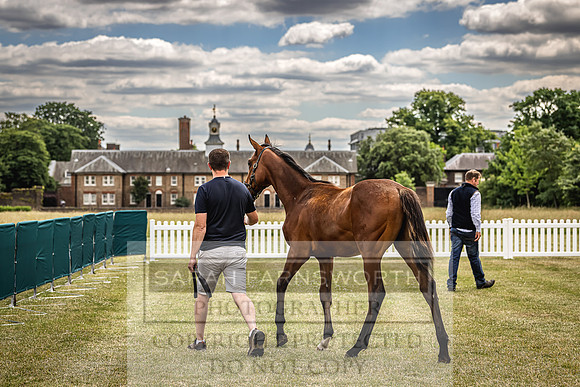 Goffs London Sale 2022-21