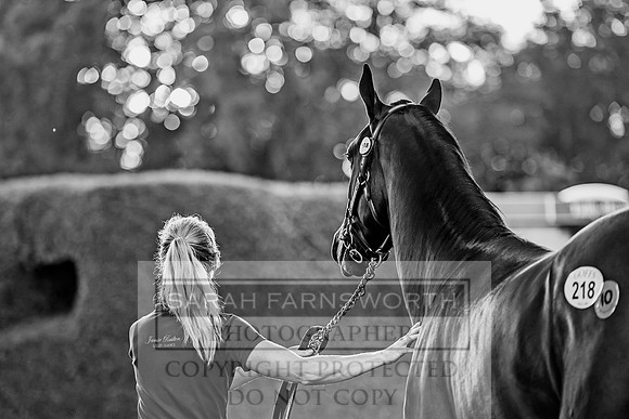 Goffs Orby 2017-459