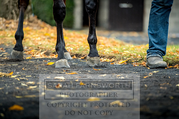 Goffs Orby 2017-576