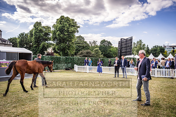 Goffs London Sale 2022-397