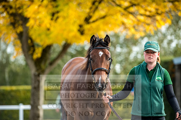Goffs Orby 2017-180