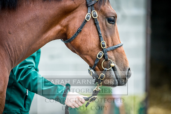 Goffs Orby 2017-47