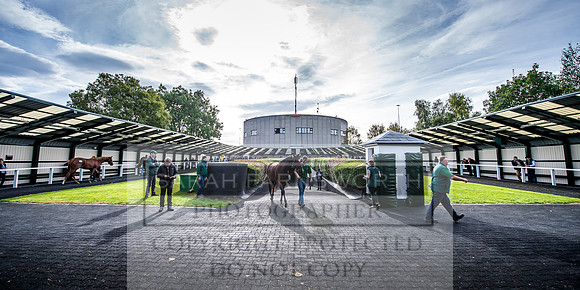 Goffs Orby 2017-154