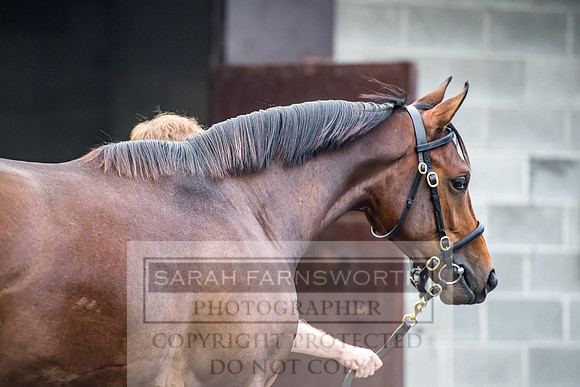 Goffs Orby 2017-72