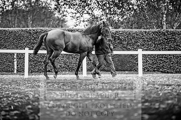 Goffs Orby 2017-578
