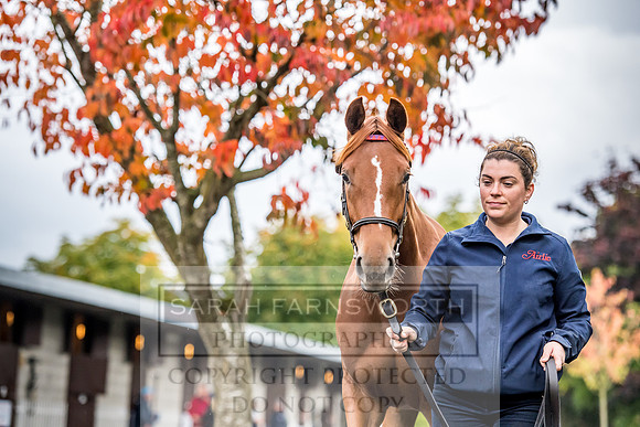 Goffs Orby 2017-538