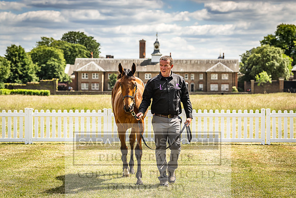 Goffs London Sale 2022-62