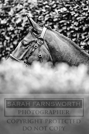 Goffs Orby 2017-651
