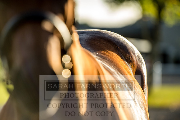 Goffs Orby 2017-429