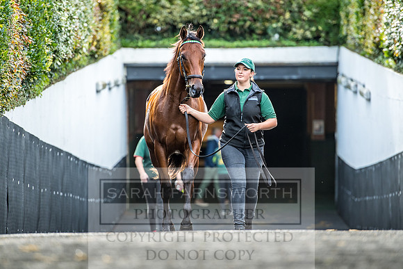 Goffs Orby 2017-158