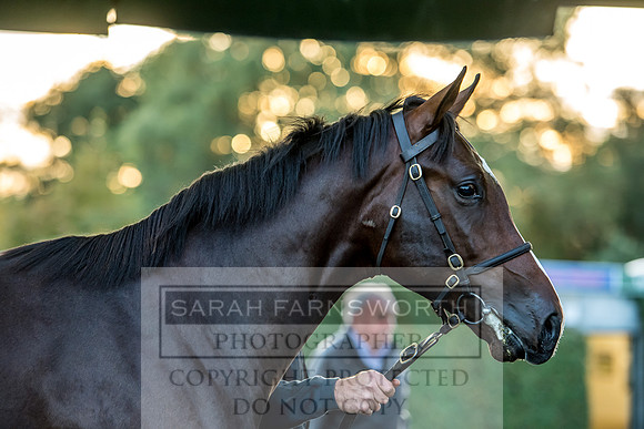 Goffs Orby 2017-472