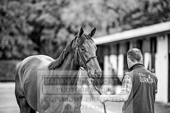 Goffs Orby 2017-61