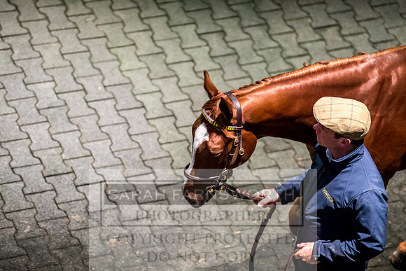 Goffs Orby 2017-118