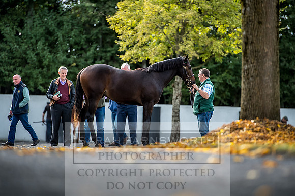 Goffs Orby 2017-255