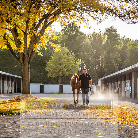 Goffs Orby 2017-313