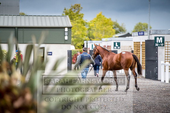 Goffs Orby 2017-636
