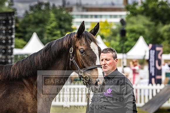 Goffs London Sale 2022-57