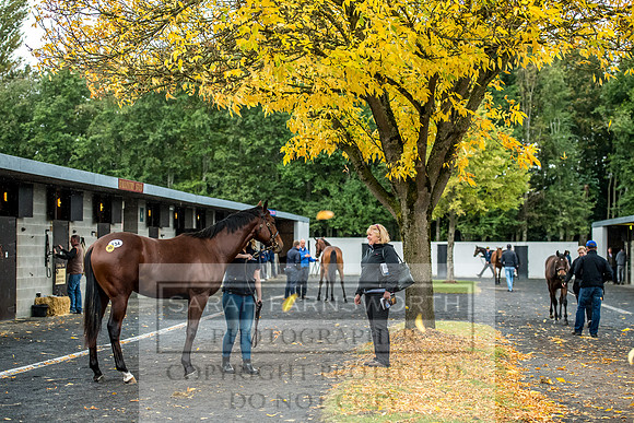 Goffs Orby 2017-568