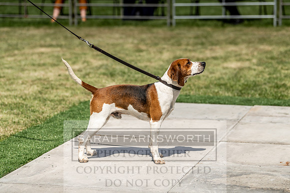Builth Hound Show 2019-111