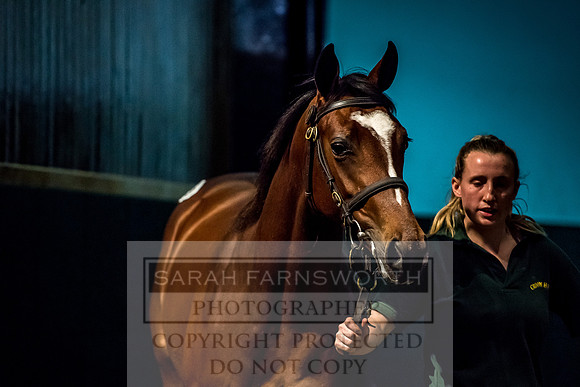 Goffs Orby 2017-233