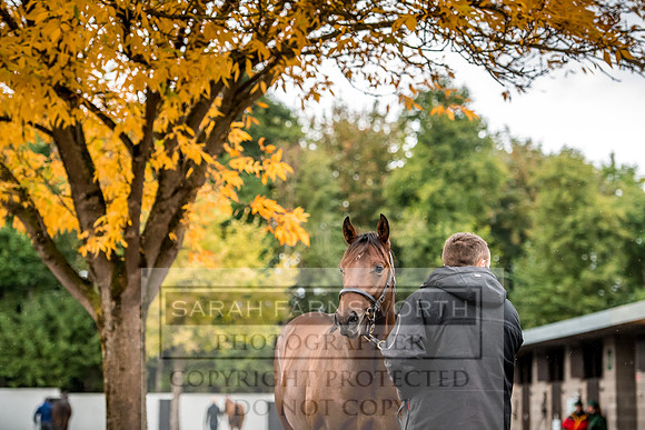 Goffs Orby 2017-572