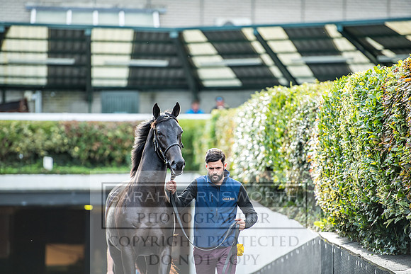 Goffs Orby 2017-164