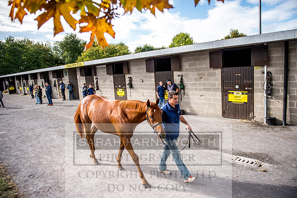 Goffs Orby 2017-273